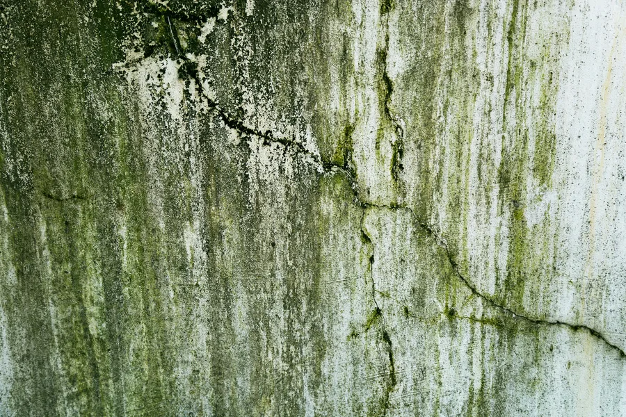 mold remediation Nashville Tennessee — visible mold on wall being treated